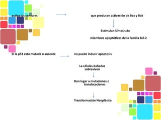 activa los sensores                          que producen activación de Bax y Bak



                                                    Estimulan Síntesis de

                                             miembros apoptóticos de la familia Bcl-2



Si la p53 está mutada o ausente   no puede inducir apoptosis


                                     La células dañadas
                                         sobreviven


                                  Dan lugar a mutaciones o
                                         translocaciones



                                  Transformación Neoplásica
 