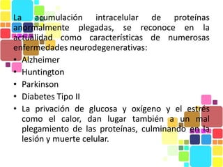La acumulación intracelular de proteínas
anormalmente plegadas, se reconoce en la
actualidad como características de numerosas
enfermedades neurodegenerativas:
• Alzheimer
• Huntington
• Parkinson
• Diabetes Tipo II
• La privación de glucosa y oxígeno y el estrés
  como el calor, dan lugar también a un mal
  plegamiento de las proteínas, culminando en la
  lesión y muerte celular.
 