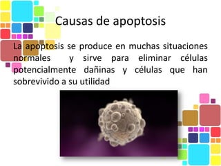 Causas de apoptosis
La apoptosis se produce en muchas situaciones
normales      y sirve para eliminar células
potencialmente dañinas y células que han
sobrevivido a su utilidad
 
