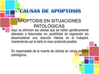 APOPTOSIS EN SITUACIONES
         PATOLÓGICAS
Aquí se eliminan las células que se hallan genéticamente
alteradas o lesionadas sin posibilidad de reparación sin
desencadenar una reacción intensa en el huésped,
manteniendo así el daño lo mas contenido posible.

Es responsable de la muerte de células en varios estados
patológicos.
 
