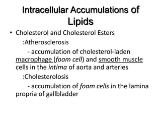 Intracellular Accumulations of
                    Lipids
• Cholesterol and Cholesterol Esters
    :Atherosclerosis
       - accumulation of cholesterol-laden
  macrophage (foam cell) and smooth muscle
  cells in the intima of aorta and arteries
    :Cholesterolosis
       - accumulation of foam cells in the lamina
  propria of gallbladder
 