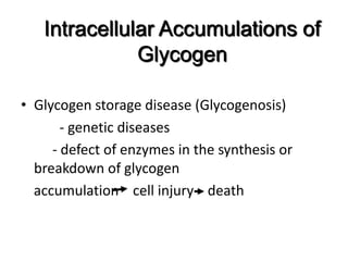 Intracellular Accumulations of
              Glycogen

• Glycogen storage disease (Glycogenosis)
       - genetic diseases
     - defect of enzymes in the synthesis or
  breakdown of glycogen
  accumulation cell injury death
 