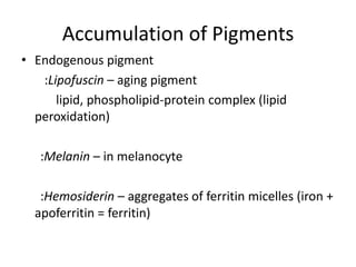 Accumulation of Pigments
• Endogenous pigment
   :Lipofuscin – aging pigment
      lipid, phospholipid-protein complex (lipid
  peroxidation)

   :Melanin – in melanocyte

   :Hemosiderin – aggregates of ferritin micelles (iron +
  apoferritin = ferritin)
 