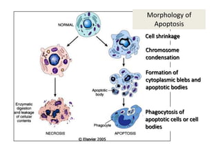Morphology of
 Apoptosis
Cell shrinkage

Chromosome
condensation

Formation of
cytoplasmic blebs and
apoptotic bodies



Phagocytosis of
apoptotic cells or cell
bodies
 