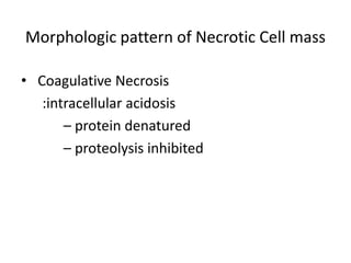 Morphologic pattern of Necrotic Cell mass

• Coagulative Necrosis
   :intracellular acidosis
       – protein denatured
       – proteolysis inhibited
 