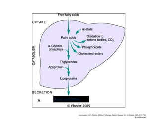 Lipid circulation


                Downloaded from: Robbins & Cotran Pathologic Basis of Disease (on 19 October 2005 05:51 PM)
                                                                                             © 2005 Elsevier
 