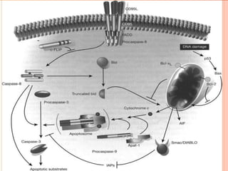Apoptosis- p53 The guardian of the cell involved in Intrinsic Pathway ...