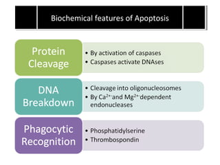 Biochemical features of ApoptosisBiochemical features of Apoptosis
 