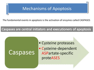 Mechanisms of ApoptosisMechanisms of Apoptosis
The fundamental events in apoptosis is the activation of enzymes called CASPASES
 