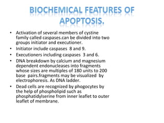 • Activation of several members of cystine
family called caspases.can be divided into two
groups initiator and executioner.
• Initiator include caspases 8 and 9.
• Executioners including caspases 3 and 6.
• DNA breakdown by calcium and magnesium
dependent endonucleases into fragments
whose sizes are multiples of 180 units to 200
base pairs.fragments may be visualized by
electrophoresis. As DNA ladder.
• Dead cells are recognized by phogocytes by
the help of phospholipid such as
phosphatidylserine from inner leaflet to outer
leaflet of membrane.
 