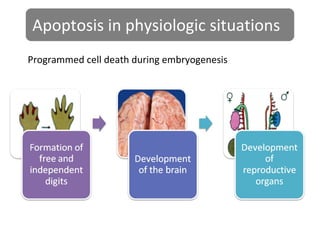 Apoptosis in physiologic situations
Programmed cell death during embryogenesis
 
