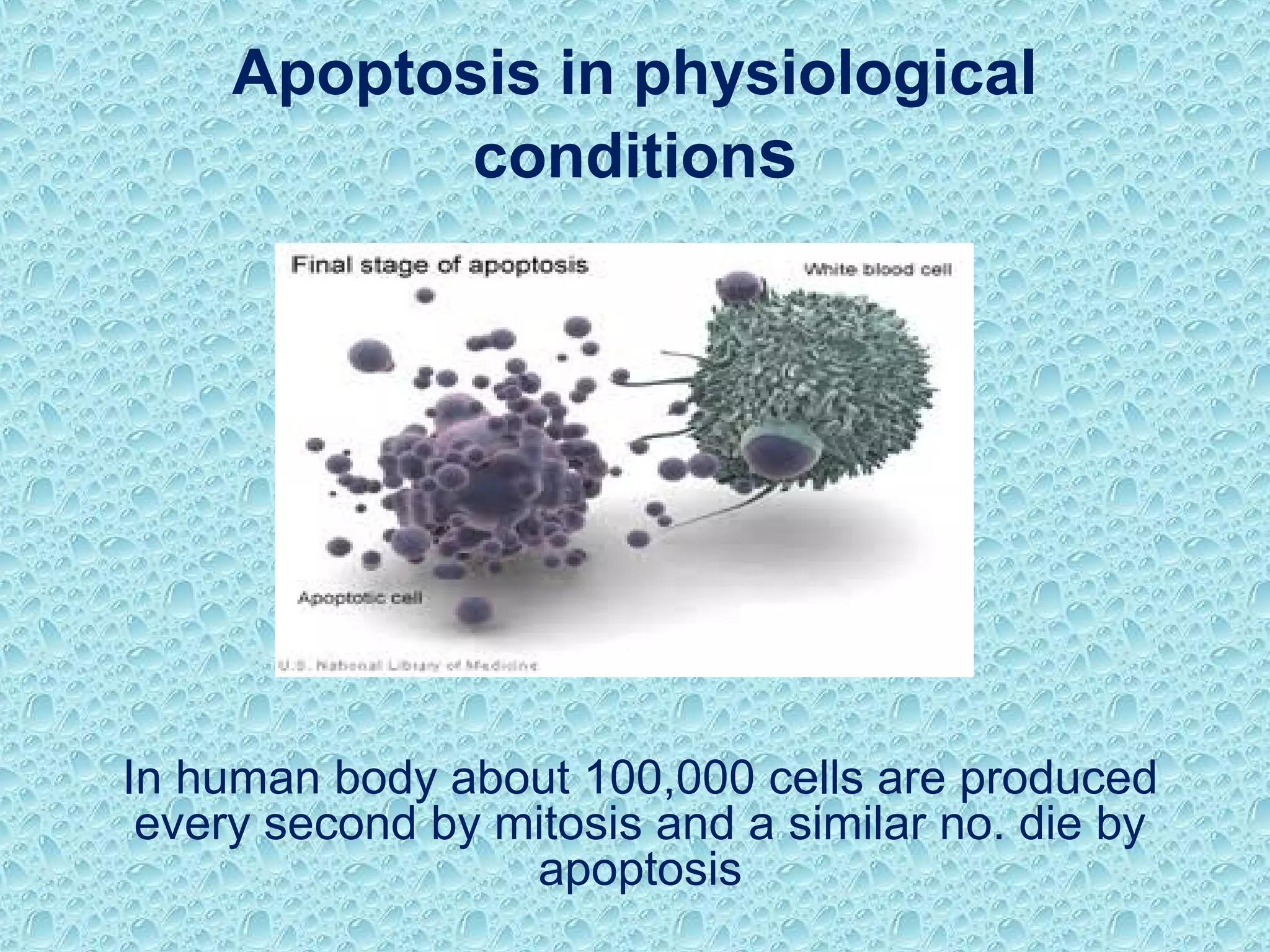 Apoptosis in physiological
conditions
In human body about 100,000 cells are produced
every second by mitosis and a similar no. die by
apoptosis
 
