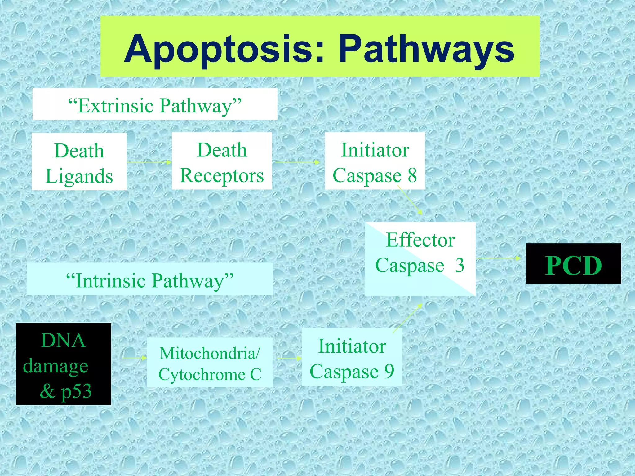 Apoptosis: Pathways
Death
Ligands
Effector
Caspase 3
Death
Receptors
Initiator
Caspase 8
PCD
DNA
damage
& p53
Mitochondria/
Cytochrome C
Initiator
Caspase 9
“Extrinsic Pathway”
“Intrinsic Pathway”
 