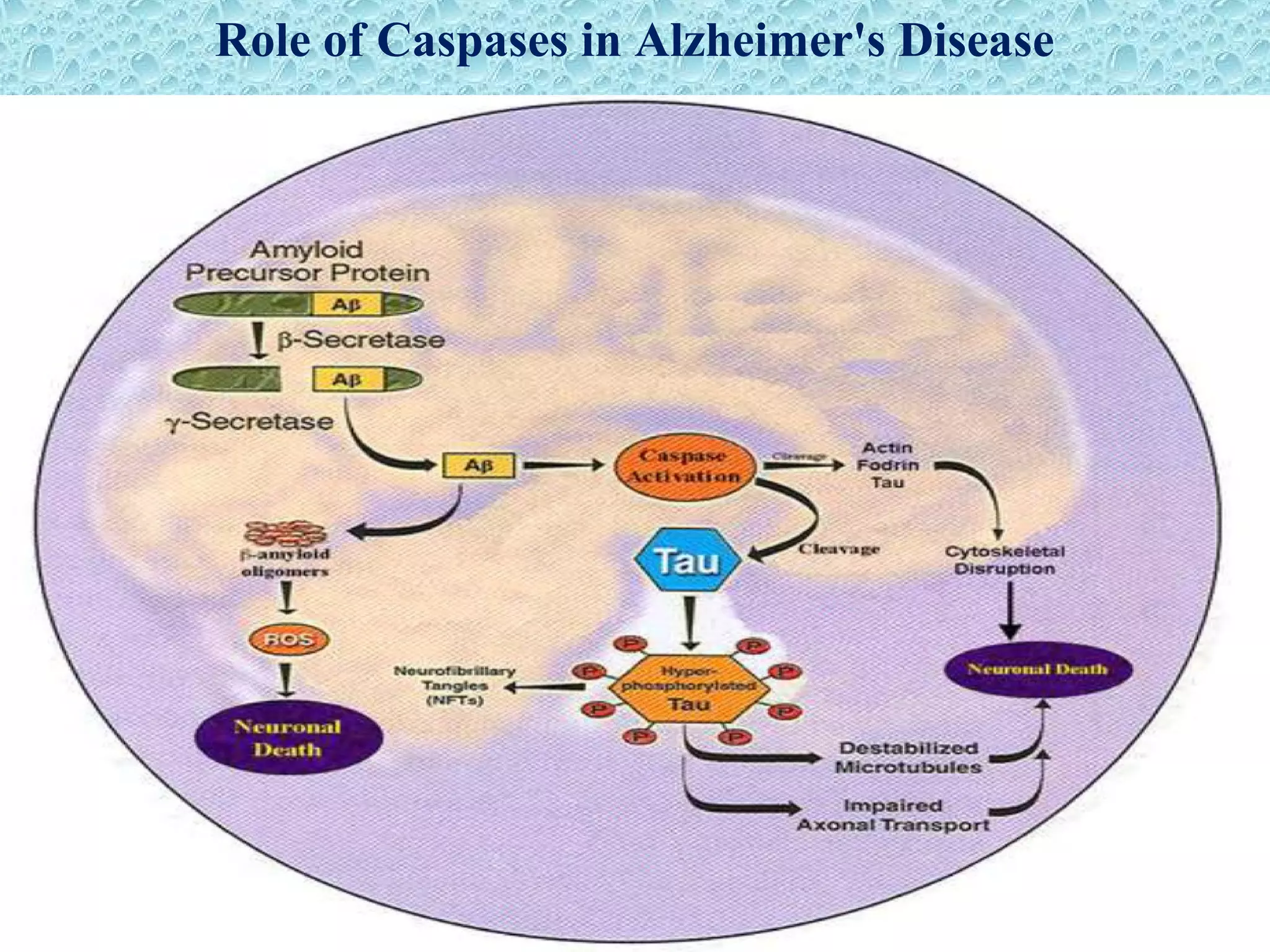 Role of Caspases in Alzheimer's Disease
 