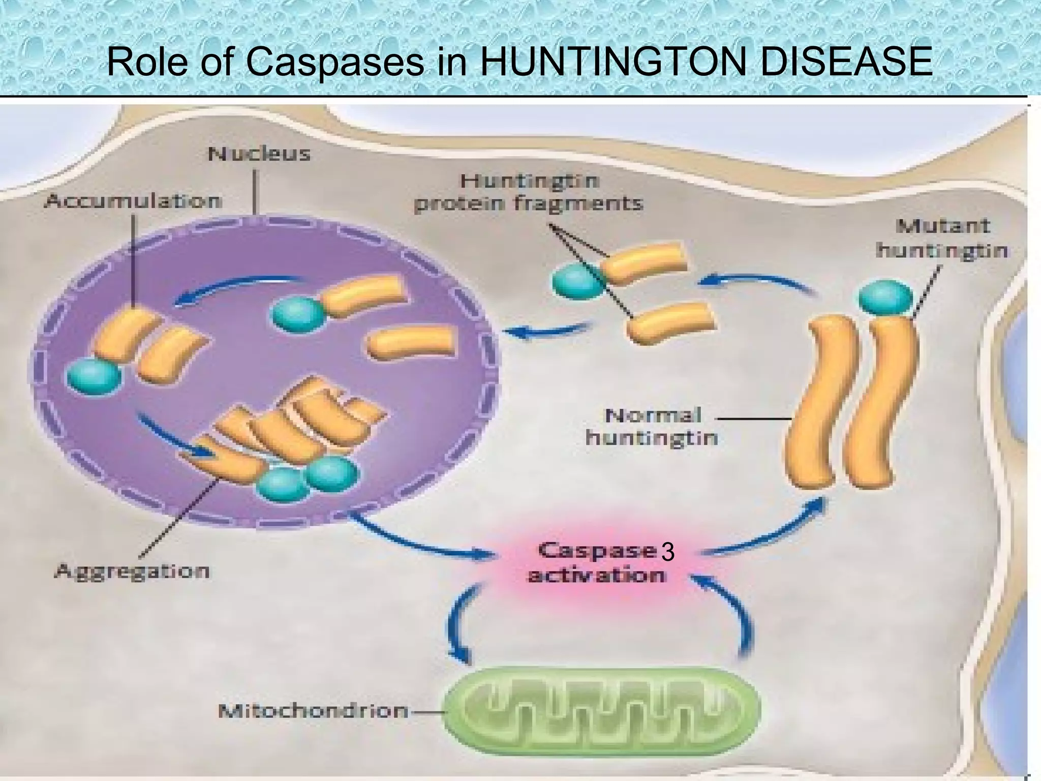Role of Caspases in HUNTINGTON DISEASE
3
 