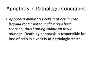 Apoptosis in Pathologic Conditions
• Apoptosis eliminates cells that are injured
beyond repair without eliciting a host
reaction, thus limiting collateral tissue
damage. Death by apoptosis is responsible for
loss of cells in a variety of pathologic states
 