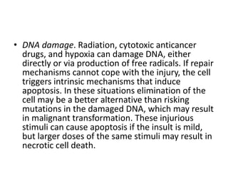 • DNA damage. Radiation, cytotoxic anticancer
drugs, and hypoxia can damage DNA, either
directly or via production of free radicals. If repair
mechanisms cannot cope with the injury, the cell
triggers intrinsic mechanisms that induce
apoptosis. In these situations elimination of the
cell may be a better alternative than risking
mutations in the damaged DNA, which may result
in malignant transformation. These injurious
stimuli can cause apoptosis if the insult is mild,
but larger doses of the same stimuli may result in
necrotic cell death.
 