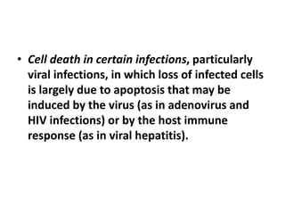 • Cell death in certain infections, particularly
viral infections, in which loss of infected cells
is largely due to apoptosis that may be
induced by the virus (as in adenovirus and
HIV infections) or by the host immune
response (as in viral hepatitis).
 