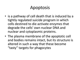 Apoptosis
• is a pathway of cell death that is induced by a
tightly regulated suicide program in which
cells destined to die activate enzymes that
degrade the cells' own nuclear DNA and
nuclear and cytoplasmic proteins.
• The plasma membrane of the apoptotic cell
and bodies remains intact, but its structure is
altered in such a way that these become
“tasty” targets for phagocytes
 
