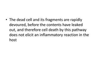 • The dead cell and its fragments are rapidly
devoured, before the contents have leaked
out, and therefore cell death by this pathway
does not elicit an inflammatory reaction in the
host
 
