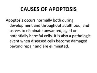 CAUSES OF APOPTOSIS
Apoptosis occurs normally both during
development and throughout adulthood, and
serves to eliminate unwanted, aged or
potentially harmful cells. It is also a pathologic
event when diseased cells become damaged
beyond repair and are eliminated.
 