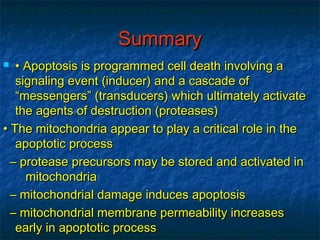 SSuummmmaarryy 
 •• AAppooppttoossiiss iiss pprrooggrraammmmeedd cceellll ddeeaatthh iinnvvoollvviinngg aa 
ssiiggnnaalliinngg eevveenntt ((iinndduucceerr)) aanndd aa ccaassccaaddee ooff 
““mmeesssseennggeerrss”” ((ttrraannssdduucceerrss)) wwhhiicchh uullttiimmaatteellyy aaccttiivvaattee 
tthhee aaggeennttss ooff ddeessttrruuccttiioonn ((pprrootteeaasseess)) 
•• TThhee mmiittoocchhoonnddrriiaa aappppeeaarr ttoo ppllaayy aa ccrriittiiccaall rroollee iinn tthhee 
aappooppttoottiicc pprroocceessss 
–– pprrootteeaassee pprreeccuurrssoorrss mmaayy bbee ssttoorreedd aanndd aaccttiivvaatteedd iinn 
mmiittoocchhoonnddrriiaa 
–– mmiittoocchhoonnddrriiaall ddaammaaggee iinndduucceess aappooppttoossiiss 
–– mmiittoocchhoonnddrriiaall mmeemmbbrraannee ppeerrmmeeaabbiilliittyy iinnccrreeaasseess 
eeaarrllyy iinn aappooppttoottiicc pprroocceessss 
 