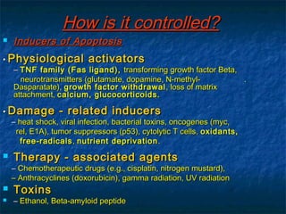 HHooww iiss iitt ccoonnttrroolllleedd?? 
 IInndduucceerrss ooff AAppooppttoossiiss 
•• PPhhyyssiioollooggiiccaall aaccttiivvaattoorrss 
–– TTNNFF ffaammiillyy ((FFaass lliiggaanndd)),, ttrraannssffoorrmmiinngg ggrroowwtthh ffaaccttoorr BBeettaa,, 
nneeuurroottrraannssmmiitttteerrss ((gglluuttaammaattee,, ddooppaammiinnee,, NN--mmeetthhyyll-- .. 
DDaassppaarraattaattee)),, ggrroowwtthh ffaaccttoorr wwiitthhddrraawwaall,, lloossss ooff mmaattrriixx 
aattttaacchhmmeenntt,, ccaallcciiuumm,, gglluuccooccoorrttiiccooiiddss.. 
•• DDaammaaggee -- rreellaatteedd iinndduucceerrss 
–– hheeaatt sshhoocckk,, vviirraall iinnffeeccttiioonn,, bbaacctteerriiaall ttooxxiinnss,, oonnccooggeenneess ((mmyycc,, 
rreell,, EE11AA)),, ttuummoorr ssuupppprreessssoorrss ((pp5533)),, ccyyttoollyyttiicc TT cceellllss,, ooxxiiddaannttss,, 
ffrreeee--rraaddiiccaallss,, nnuuttrriieenntt ddeepprriivvaattiioonn.. 
 TThheerraappyy -- aassssoocciiaatteedd aaggeennttss 
–– CChheemmootthheerraappeeuuttiicc ddrruuggss ((ee..gg..,, cciissppllaattiinn,, nniittrrooggeenn mmuussttaarrdd)),, 
–– AAnntthhrraaccyycclliinneess ((ddooxxoorruubbiicciinn)),, ggaammmmaa rraaddiiaattiioonn,, UUVV rraaddiiaattiioonn 
 TTooxxiinnss 
 –– EEtthhaannooll,, BBeettaa--aammyyllooiidd ppeeppttiiddee 
 