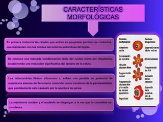 CARACTERÍSTICAS
MORFOLÓGICAS
En primera instancia las células que entran en apoptosis pierden los contactos
que mantenían con las células del entorno soltándose del tejido.
Se produce una marcada condensación tanto del núcleo como del citoplasma,
ocasionando una reducción significativa del tamaño de la célula.
La membrana nuclear y el nucléolo se disgregan a la vez que la cromatina se
condensa.
Las mitocondrias liberan citocromo c, sufren una pérdida de potencial de
membrana además del fenómeno conocido como transición de la permeabilidad,
que posiblemente está causado por la apertura de poros.
 