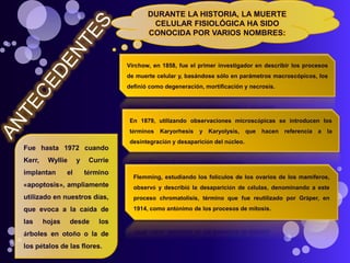 DURANTE LA HISTORIA, LA MUERTE
CELULAR FISIOLÓGICA HA SIDO
CONOCIDA POR VARIOS NOMBRES:
Virchow, en 1858, fue el primer investigador en describir los procesos
de muerte celular y, basándose sólo en parámetros macroscópicos, los
definió como degeneración, mortificación y necrosis.
En 1879, utilizando observaciones microscópicas se introducen los
términos Karyorhesis y Karyolysis, que hacen referencia a la
desintegración y desaparición del núcleo.
Flemming, estudiando los folículos de los ovarios de los mamíferos,
observó y describió la desaparición de células, denominando a este
proceso chromatolisis, término que fue reutilizado por Gräper, en
1914, como antónimo de los procesos de mitosis.
Fue hasta 1972 cuando
Kerr, Wyllie y Currie
implantan el término
«apoptosis», ampliamente
utilizado en nuestros días,
que evoca a la caída de
las hojas desde los
árboles en otoño o la de
los pétalos de las flores.
 