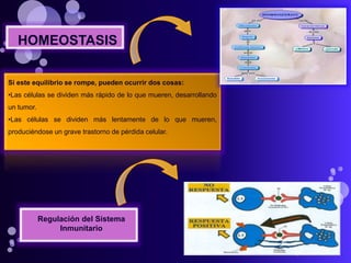 HOMEOSTASIS
Si este equilibrio se rompe, pueden ocurrir dos cosas:
•Las células se dividen más rápido de lo que mueren, desarrollando
un tumor.
•Las células se dividen más lentamente de lo que mueren,
produciéndose un grave trastorno de pérdida celular.
Regulación del Sistema
Inmunitario
 