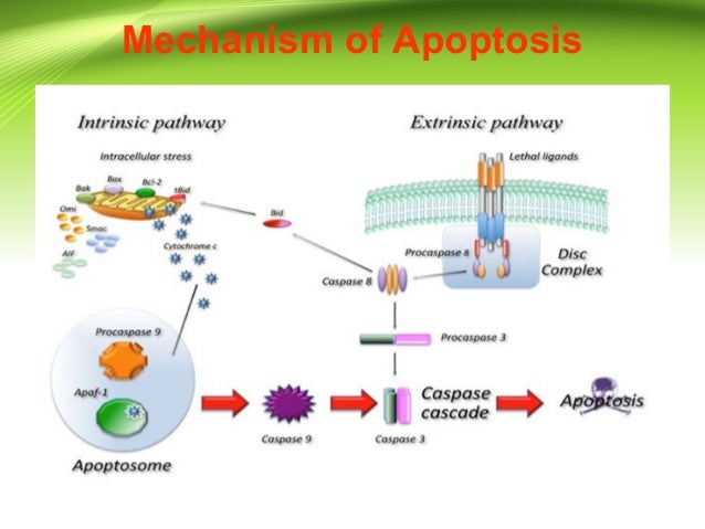 Apoptosis