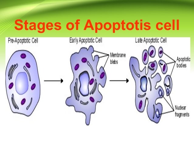 Apoptosis