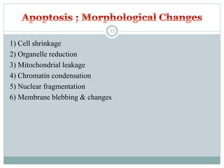 1) Cell shrinkage
2) Organelle reduction
3) Mitochondrial leakage
4) Chromatin condensation
5) Nuclear fragmentation
6) Membrane blebbing & changes
12
 