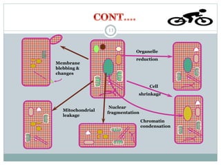 Mitochondrial
leakage
Organelle
reduction
Cell
shrinkage
Nuclear
fragmentation
Chromatin
condensation
Membrane
blebbing &
changes
13
 