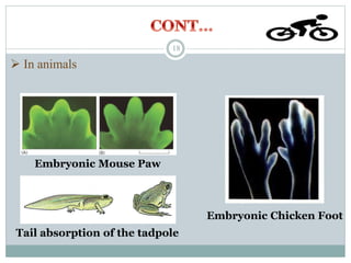  In animals
Embryonic Chicken Foot
Embryonic Mouse Paw
Tail absorption of the tadpole
18
 