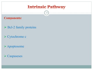  Bcl-2 family proteins
 Cytochrome c
 Apoptosome
 Caspaseses
29
 