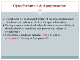 
 Cytochrome c is an abundant protein of the mitochondrial inner
membrane, and acts as an electron transport intermediate.
During apoptotic activation lead to alterations in permeability of
the mitochondrial membrane pore proteins and release of
cytochrome c.
Cytochrome c binds and activates Apaf-1 as well as
procaspase-9, forming an “apoptosome”.
33
 