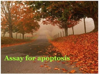 Assay for apoptosis
36
 