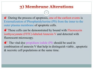  During the process of apoptosis, one of the earliest events is
Externalization of Phosphatidylserine (PS) from the inner to the
outer plasma membrane of apoptotic cells.
These cells can be demonstrated by bound with Fluorescein
isothyocyanate (FITC)-labeled Annexin V and detected with
fluorescent microscopy.
 The vital dye propidium iodide (PI) should be used in
combination of annexin V that help in distinguish viable , apoptotic
& necrotic cell populations at the same time.
41
 