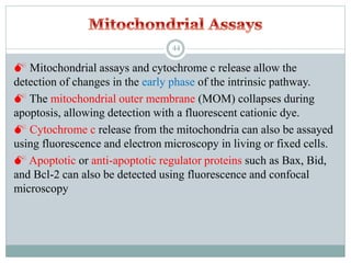 Mitochondrial assays and cytochrome c release allow the
detection of changes in the early phase of the intrinsic pathway.
 The mitochondrial outer membrane (MOM) collapses during
apoptosis, allowing detection with a fluorescent cationic dye.
 Cytochrome c release from the mitochondria can also be assayed
using fluorescence and electron microscopy in living or fixed cells.
 Apoptotic or anti-apoptotic regulator proteins such as Bax, Bid,
and Bcl-2 can also be detected using fluorescence and confocal
microscopy
44
 