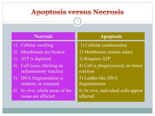 1) Cellular condensation
2) Membranes remain intact
3) Requires ATP
4) Cell is phagocytosed, no tissue
reaction
5) Ladder-like DNA
fragmentation
6) In vivo, individual cells appear
affected
1) Cellular swelling
2) Membranes are broken
3) ATP is depleted
4) Cell lyses, eliciting an
inflammatory reaction
5) DNA fragmentation is
random, or smeared
6) In vivo, whole areas of the
tissue are affected
Necrosis Apoptosis
7
 