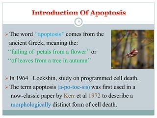 The word ‘‘apoptosis’’ comes from the
ancient Greek, meaning the:
‘‘falling of petals from a flower’’ or
‘‘of leaves from a tree in autumn’’
In 1964 Lockshin, study on programmed cell death.
The term apoptosis (a-po-toe-sis) was first used in a
now-classic paper by Kerr et al 1972 to describe a
morphologically distinct form of cell death.
9
 