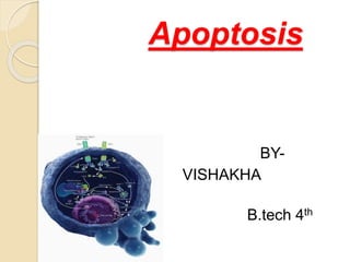 Apoptosis
BY-
VISHAKHA
UPADHYAY
B.tech 4th
year
 