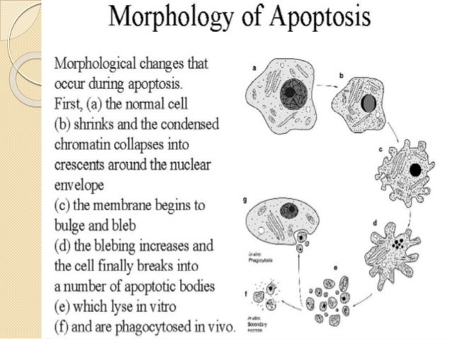 Apoptosis.ppt