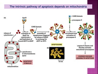 The intrinsic pathway of apoptosis depends on mitochondria
 