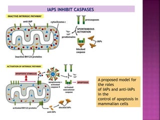 A proposed model for
the roles
of IAPs and anti-IAPs
in the
control of apoptosis in
mammalian cells
 