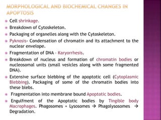  Cell shrinkage.
 Breakdown of Cytoskeleton.
 Packaging of organelles along with the Cytoskeleton.
 Pyknosis- Condensation of chromatin and its attachment to the
nuclear envelope.
 Fragmentation of DNA – Karyorrhesis.
 Breakdown of nucleus and formation of chromatin bodies or
nucleosomal units (small vesicles along with some fragmented
DNA).
 Extensive surface blebbing of the apoptotic cell (Cytoplasmic
Blebbing). Packaging of some of the chromatin bodies into
these blebs.
 Fragmentation into membrane bound Apoptotic bodies.
 Engulfment of the Apoptotic bodies by Tingible body
Macrophages. Phagosomes + Lysosomes  Phagolysosomes 
Degradation.
 