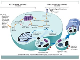 Apoptosis | PPT
