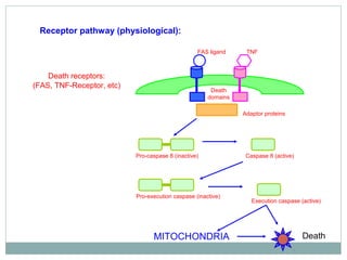 Receptor pathway (physiological):
Death receptors:
(FAS, TNF-Receptor, etc)
FAS ligand TNF
Death
domains
Adaptor proteins
Pro-caspase 8 (inactive) Caspase 8 (active)
Pro-execution caspase (inactive)
Execution caspase (active)
DeathMITOCHONDRIA
 