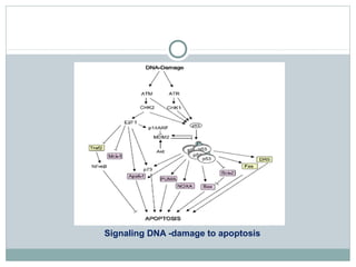 Signaling DNA -damage to apoptosis
 